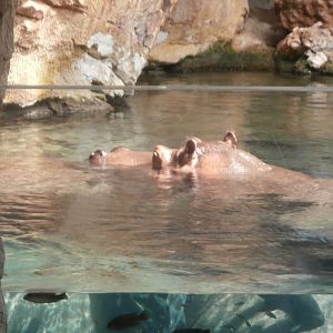 Nile hippopotamus -Bioparc Valencia (Summer 2017)