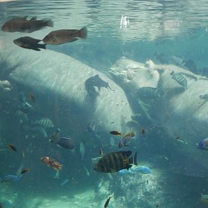 Nile hippopotamus -Bioparc Valencia (Summer 2017)