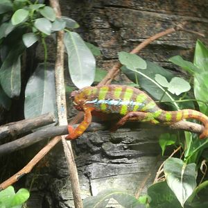 Panther chameleon -Bioparc Valencia (Summer 2017)