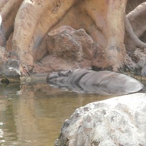 Pygmy Hippopotamus -Bioparc Valencia (Summer 2017)