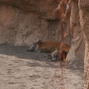 Red river hog -Bioparc Valencia (Summer 2017)