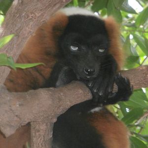 Red ruffled lemur -Bioparc Valencia (Summer 2017)