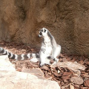 Ring-tailed lemur -Bioparc Valencia (Summer 2017)