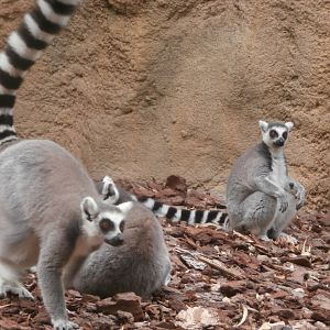 Ring-tailed lemur -Bioparc Valencia (Summer 2017)