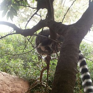 Ring-tailed lemur -Bioparc Valencia (Summer 2017)