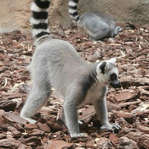 Ring-tailed lemur -Bioparc Valencia (Summer 2017)
