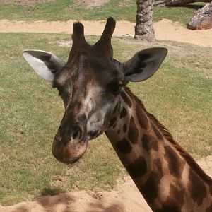 Rothschild's giraffe -Bioparc Valencia (Summer 2017)