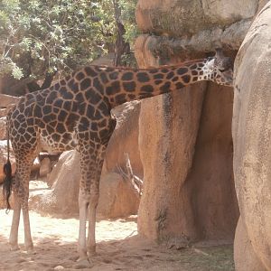 Rothschild's giraffe -Bioparc Valencia (Summer 2017)