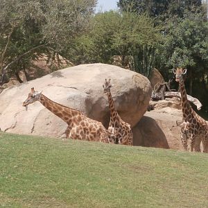 Rothschild's giraffe -Bioparc Valencia (Summer 2017)