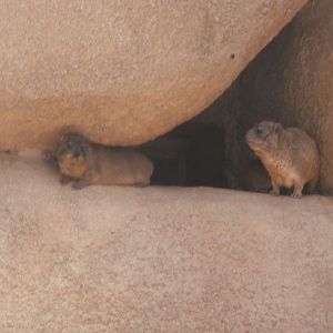 Rock hyrax -Bioparc Valencia (Summer 2017)