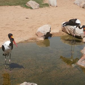 Saddle billed stork -Bioparc Valencia (Summer 2017)