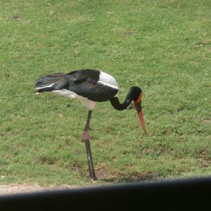 Saddle billed stork -Bioparc Valencia (Summer 2017)
