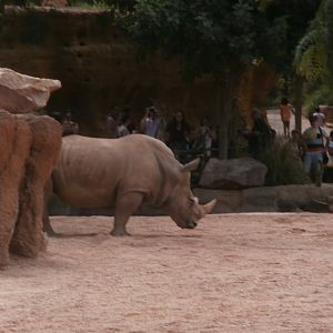 Southern white rhinoceros -Bioparc Valencia (Summer 2017)