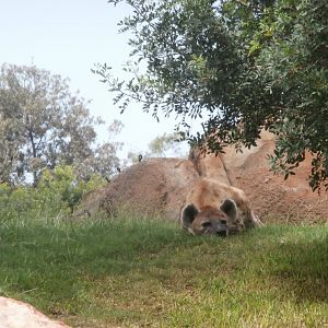 Spotted hyena -Bioparc Valencia (Summer 2017)