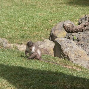White crowned mangabey -Bioparc Valencia (Summer 2017)