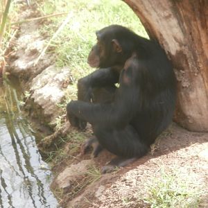 Western common chimpanzee -Bioparc Valencia (Summer 2017)