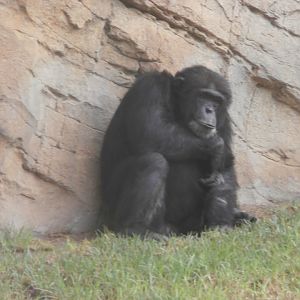 Western common chimpanzee -Bioparc Valencia (Summer 2017)