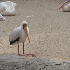 Yellow-billed stork and Great white pelican -Bioparc Valencia (Summer 2017)