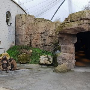 Entrance Gelada indoor-enclosure