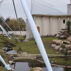 Second Gelada-outdoor enclosure