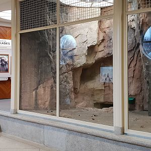 Indoor-enclosure Gelada