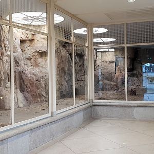 Indoor-enclosure Gelada