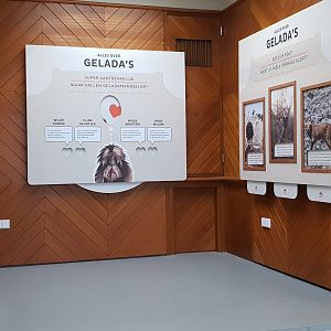 Gelada-info