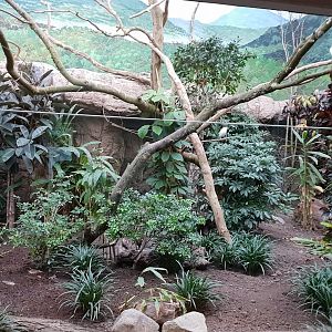 Conservation Center - Asian birds