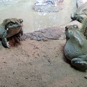Conservation Center - Colorado toads
