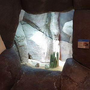 Conservation Center - Enclosure Colorado toad