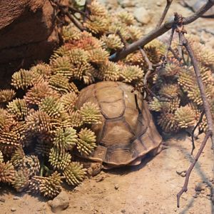 Conservation Center - Egyptian tortoise