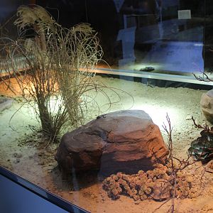 Conservation Center - Enclosure Egyptian tortoise