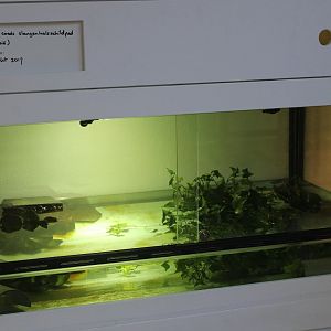 Conservation Center - Enclosure McCords turtle