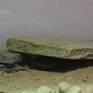 Conservation Center - Hidden Pancake tortoise
