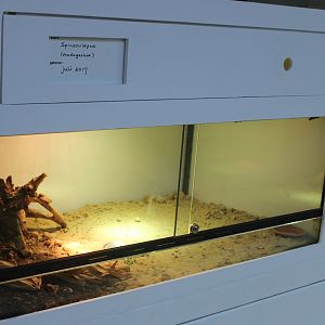 Conservation Center - Enclosure Madagascar spider tortoise