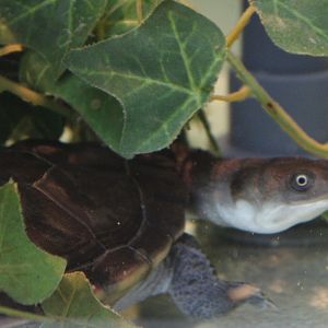 Conservation Center - McCords turtle