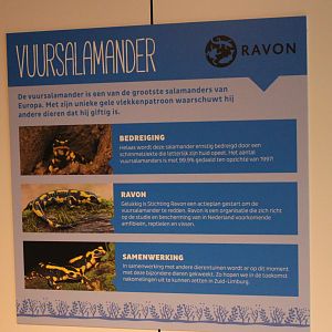 Conservation Center - Info-sign Project Fire salamander