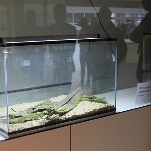 Conservation Center - Future enclosures Fire salamander