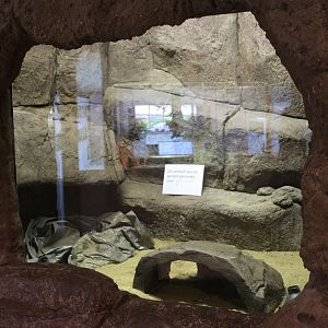 Conservation Center - Future enclosure Gila monster