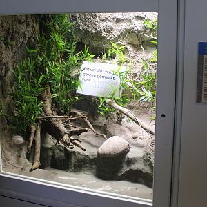 Conservation Center - Future enclosure Crocodile-tailed lizard
