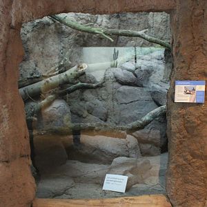 Conservation Center - Future enclosure Sail-fin lizard