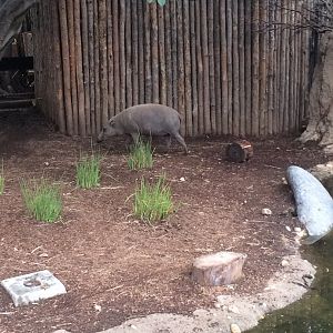 Babirusa