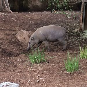 Babirusa