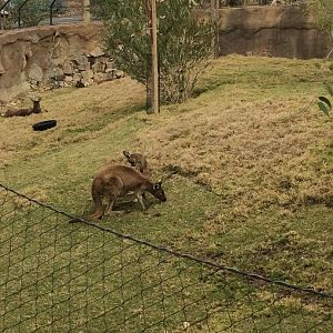 Western Grey Kangaroo and Joey