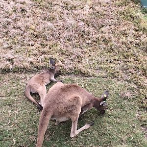 Western Grey Kangaroo and Joey