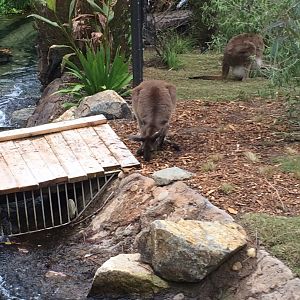 Western Grey Kangaroos