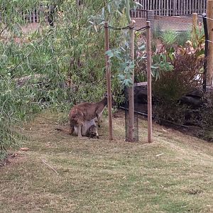 Western Grey Kangaroo and Joey