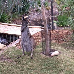Western Grey Kangaroo