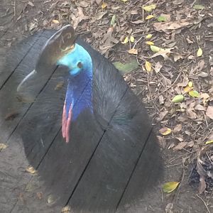 Southern Cassowary
