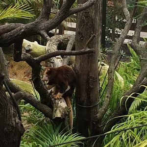 Matschies Tree Kangaroo